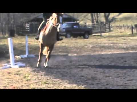 Diane Crump Equine Sales