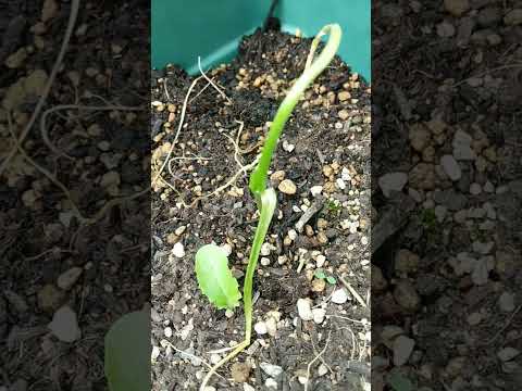 なぜニンニクを植物に入れるのでしょうか？祖母が庭での6つの意外な使い方を教えてくれました  庭園