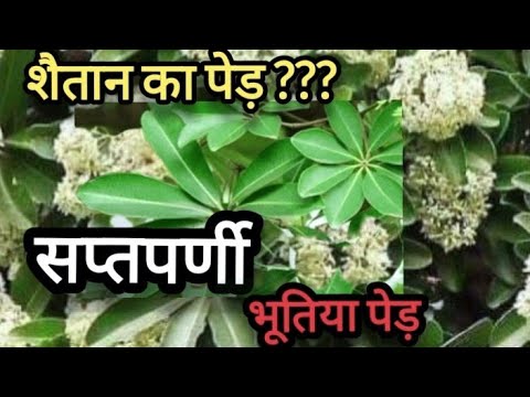 Advantages and disadvantages of Saptaparni tree / Yakshini tree