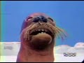 Pingu Pingu S Dream Clip Cartoon Network Airing 9 2 98