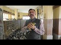 Hariyal pigeon के बारे में पूरी जानकारी || Birds Hospital || Dr Nagender Yadav