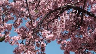 オカメザクラ、１７０３１７０１