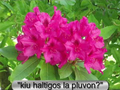 WHO'LL STOP THE RAIN? (John Fogerty)= KIU HALTIGOS LA PLUVON (esperanto cover)