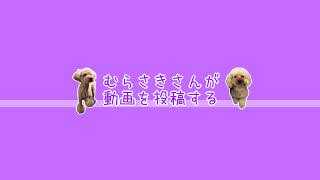 むらさき のライブ配信