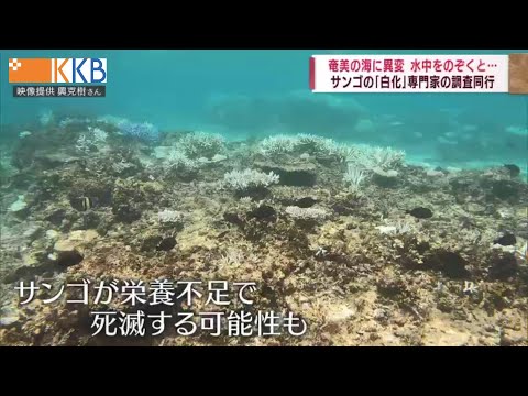 サンゴ: 海岸照明によるタイミングの乱れ
