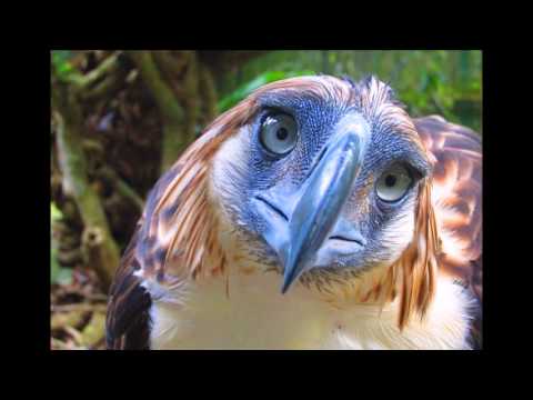 Haring Agila (HD) - Da Holy Weed