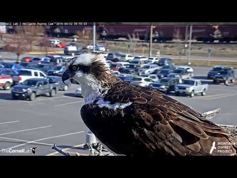 First Osprey (not Iris) Returns To Hellgate Osprey Nest! – April 2, 2019