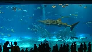 Manhattan Jazz Quintet - Libertango