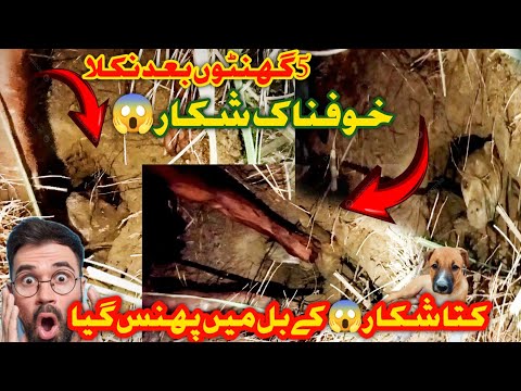 Big shikar world|Big shikar by goulter dogs in khushab|dogs in trouble|YouTube video