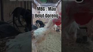 Download lagu MBG Mau Belut Goreng #lagukomedi #lagumbg #mbg #maubelutgpreng #komedilucu #lucungakak #ayamkampung mp3