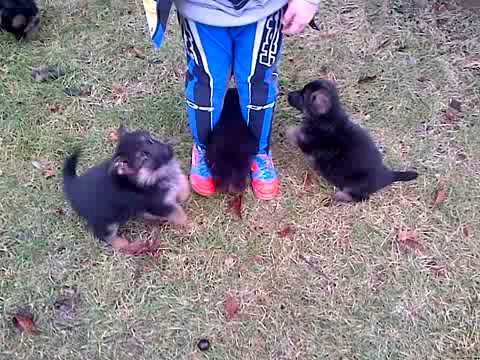 NEW LITTER !! Quentino von Arlett x Letizia von Arminius