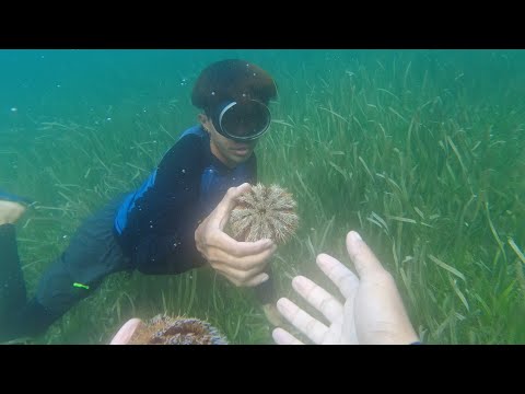 SE03EP031 - PANGUNGUHA ng TUYOM OR SEA URCHIN sa ISLA ng CAGBALETE | Mauban Quezon