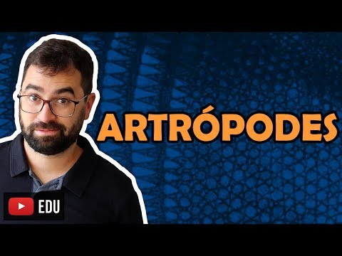 Arthropods (Part 1) - Class 20 - Module VI: Zoology | Prof. Guilherme