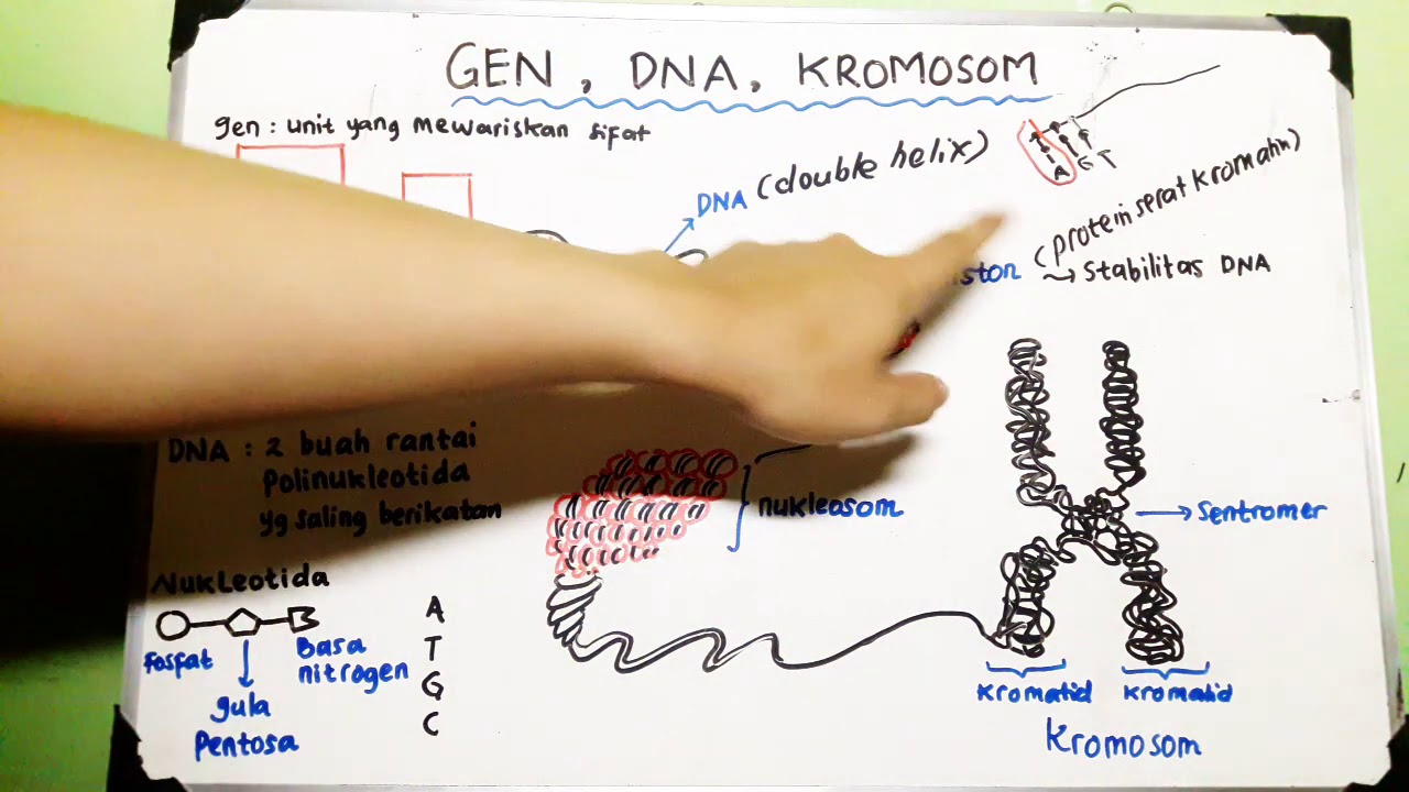 Gen, DNA, Kromosom - Materi Genetik