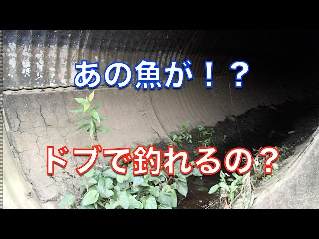 池の水ぜんぶ抜く人吉