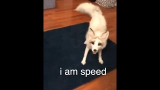 Le renard adhd