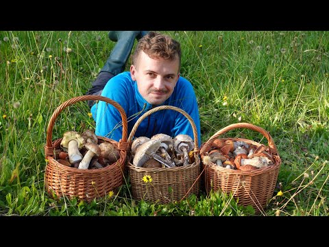 Jest jesień, są KOSZE PEŁNE GRZYBÓW!