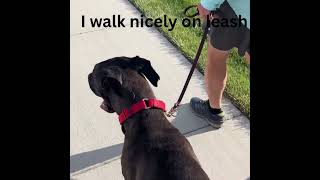Video preview image #1 Great Dane-Unknown Mix Puppy For Sale in Emmett, ID, USA