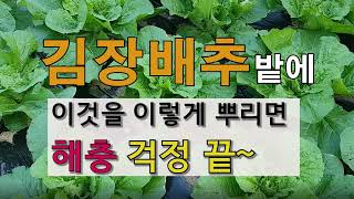 김장배추 밭에 이것을 이렇게 뿌려주면 해충 걱정 끝. # 주말농장 도시텃밭 해충방제.