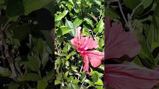 Download lagu Phool Phool Pe Bani Teri Tasveer | Kavita Krishnamurthy, Udit Narayan | Phool Songs | Madhuri shorts mp3