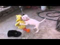 Cachorro Pitbull Ataca A Abelardo
