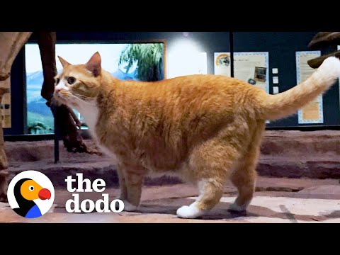 Rescue Cat Goes To Work At A Museum With His Dad Every Day | The Dodo