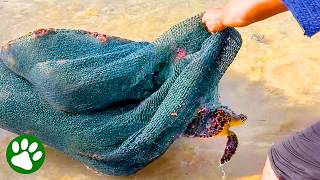 Helpless Little Turtle Gets Rescued From a Huge Net ❤️