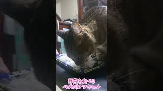 野菜を食べる猫　ベジタリアンキャット　#shorts #short #猫#猫動画 #ねこ#動物#ベジタリアン#ヴィーガン#猫のいる暮らし