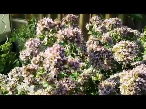 Wilder Oregano - Origanum vulgare