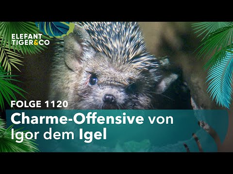 Igel Igor erobert die Tierpfleger Herzen (Folge 1120) | Elefant, Tiger & Co. | MDR