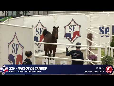 Naclot de Tanrev (Chaclot x Modesto)