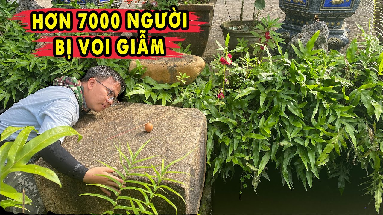 Hồi Hướng Công Đức đến 7000 người bị Voi Giẫm trên Hòn Đá này