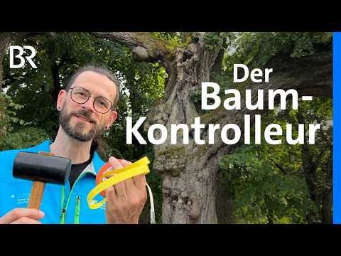 Baum-Kontrolle nach Hitzesommer: Ast-Brüche in Schwaben und Altbayern