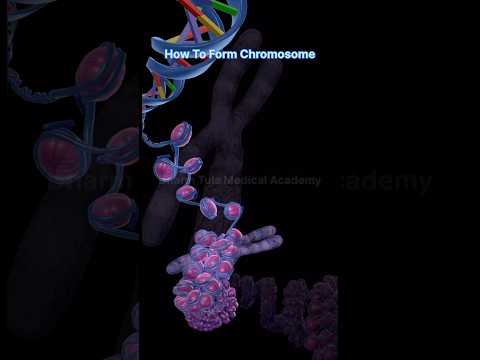 Chromosome | 3d Animation | Animation video | DNA |#3danimation  #animation #dna #music #chromosome