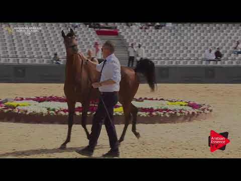 N.178 WAJEH AL KHALEDIAH - Asharqia Classic 2018