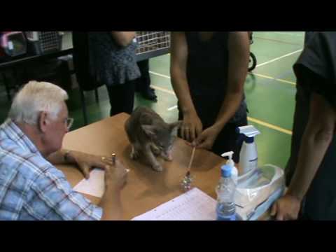 International Cat Show in Tallinn CH Orifel Bravo Six Out (www.baltior.eu) 20090815