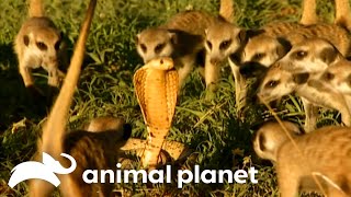 Download lagu A Gang of Feisty Meerkats Take On A COBRA | Meerkat Manor | Animal Planet mp3