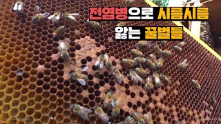 습한 날씨에 전염병 온 꿀벌들 소각하고 새로운 꿀벌들 데리고오기