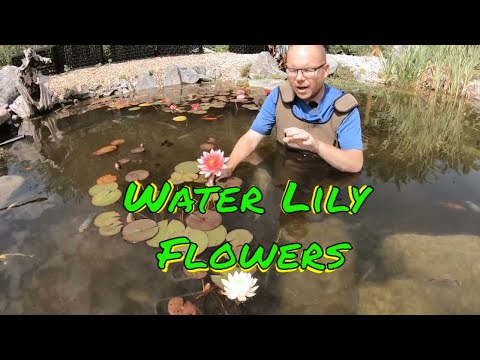 When do water lilies flower (When is the water lily flower season)