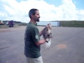 Barn Owl Screaming