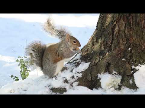The Secret Life of Squirrels