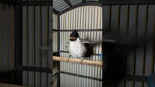 Download lagu Suara kutilang ribut keras jelas cocok untuk pancingan mp3