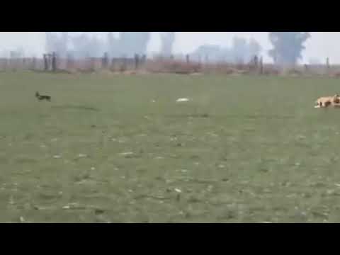 Pointer Dogs are running 43 mph but you can see who overruns them