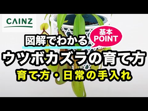 IUCN分類における絶滅の危険性を示す図。