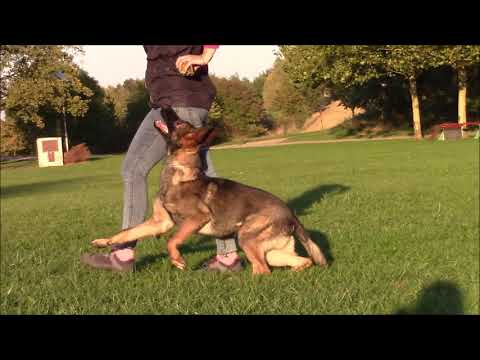 Drew z Kokešova dvora - obedience - 5,5 months