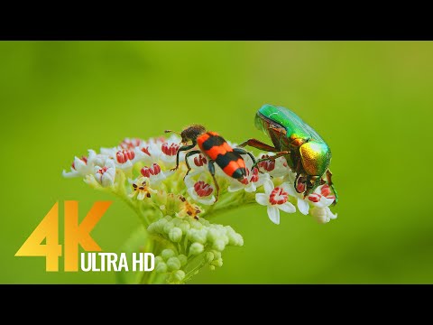 Amazing Insects World - 4K Relaxation Video with Various Nature & Insects Sounds
