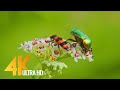Amazing Insects World - 4K Relaxation Video with Various Nature & Insects Sounds
