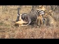 A Pride Of Lions Bring Down A Zebra At Royal Malewane
