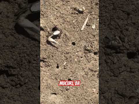 Muita fofura os carangueijos espera maré em Mucuri BA #nature #manguezal #mangue