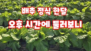 배추 정식 한달 오후시간에 둘러보니 가을배추 김장배추 괴산절임배추 [배추재배방법]